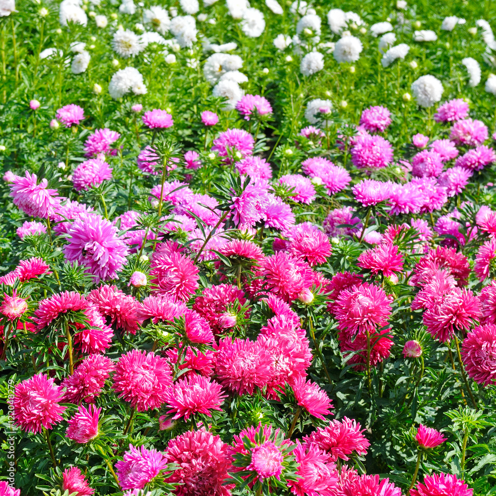 Flowerbed of multi-colored asters. Focus on a red flower.