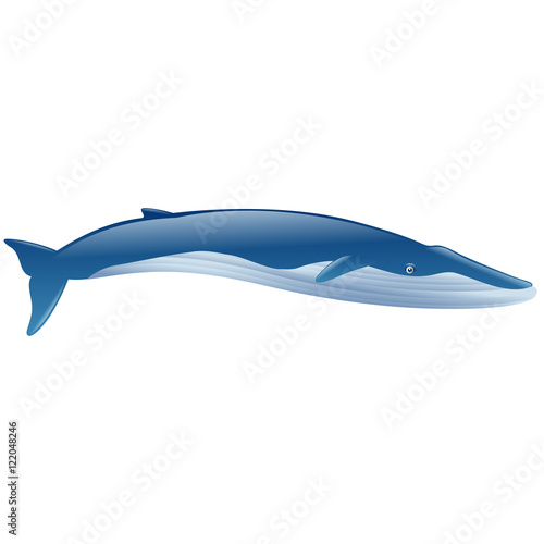Blue whale marine mammal