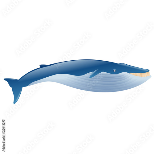 Blue whale marine mammal