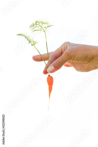 Hands holding a very small, style carrot just pulled out of the furrows in the garden. White background.