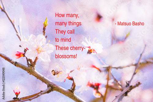 Spring Cherry Blossom Haiku photo
