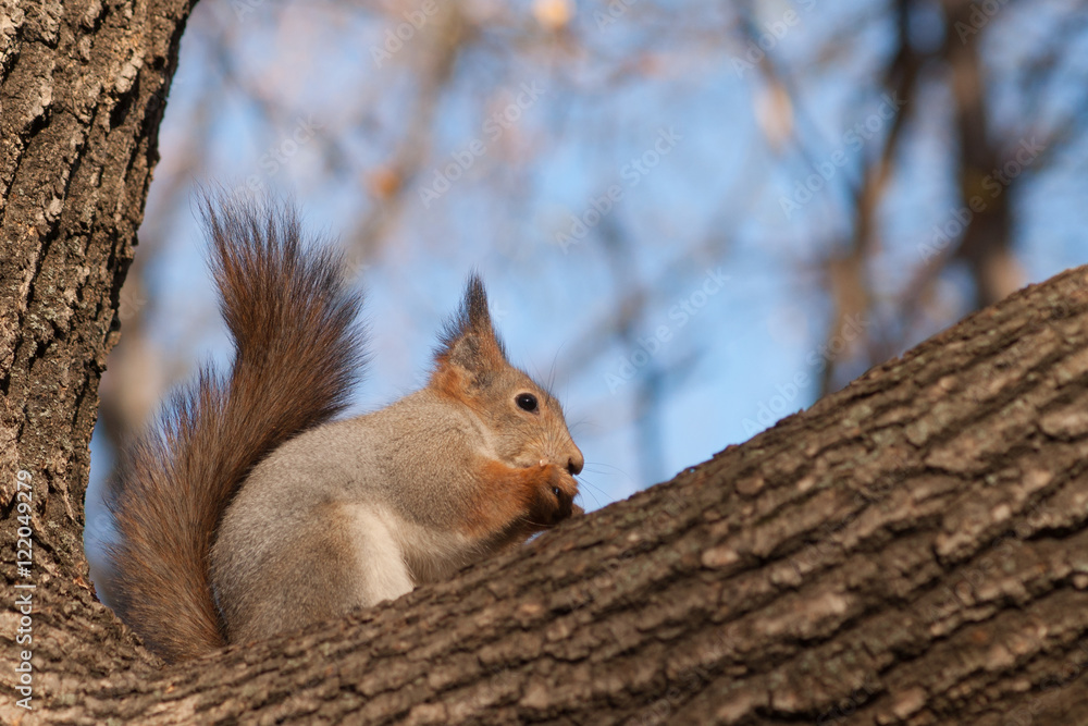 Squirrel on a thick branch of a tree Squirrel on a thick branch of a tree