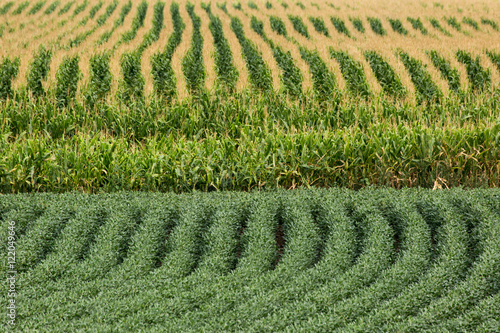 Soybean and corn field