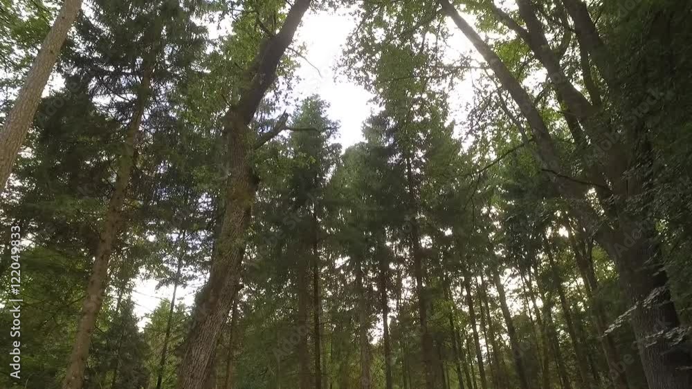 Tree crowns in the summer forest. Tree crowns in the summer forest.