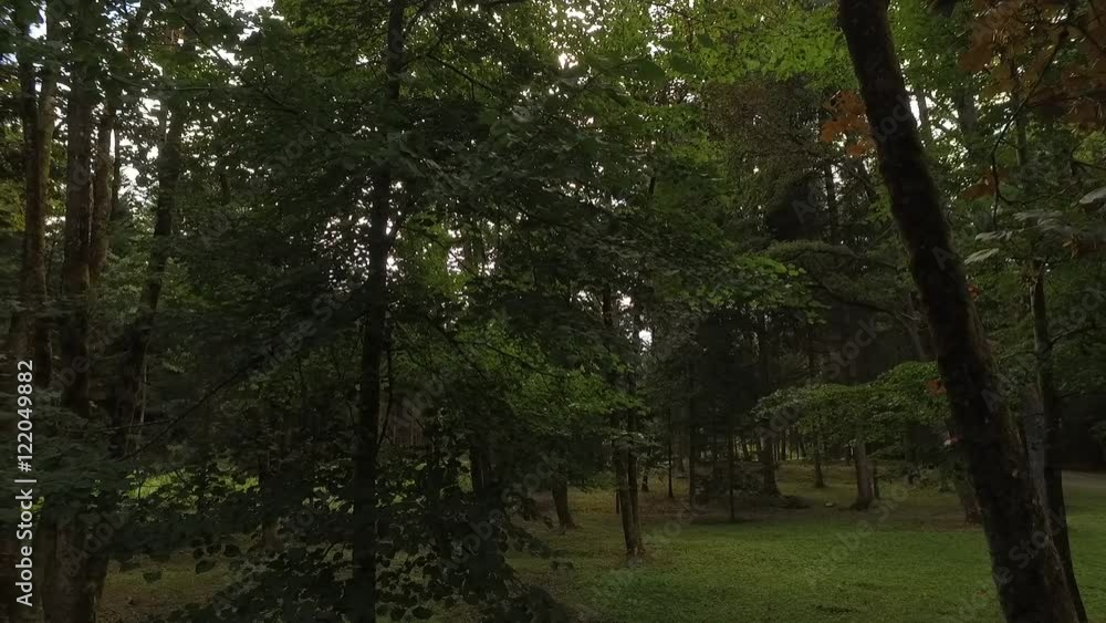 Tree crowns in the summer forest. Tree crowns in the summer forest.