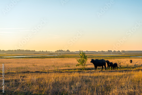 Water buffaloes graze in a large wet nature reserve in the Nethe