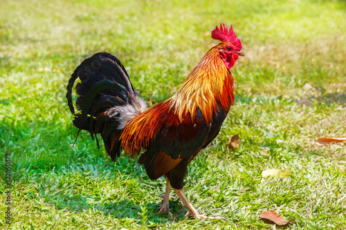 2017 Chinese New Year of the Cock / Rooster. Celebration backgro