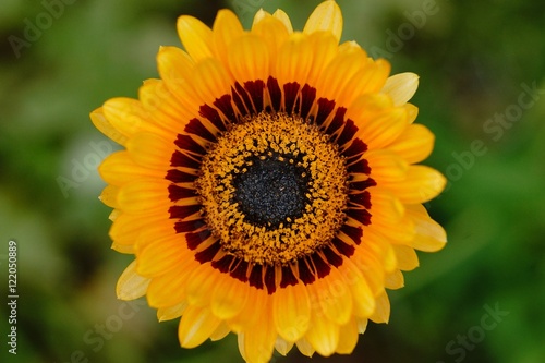 an eye flower