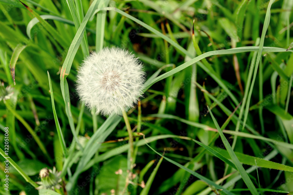 Dandelion across a fresh green background Dandelion across a fresh green background