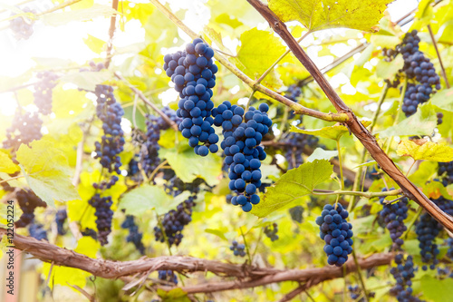 Close up of red wine grapes hanging on the vine in the afternoon