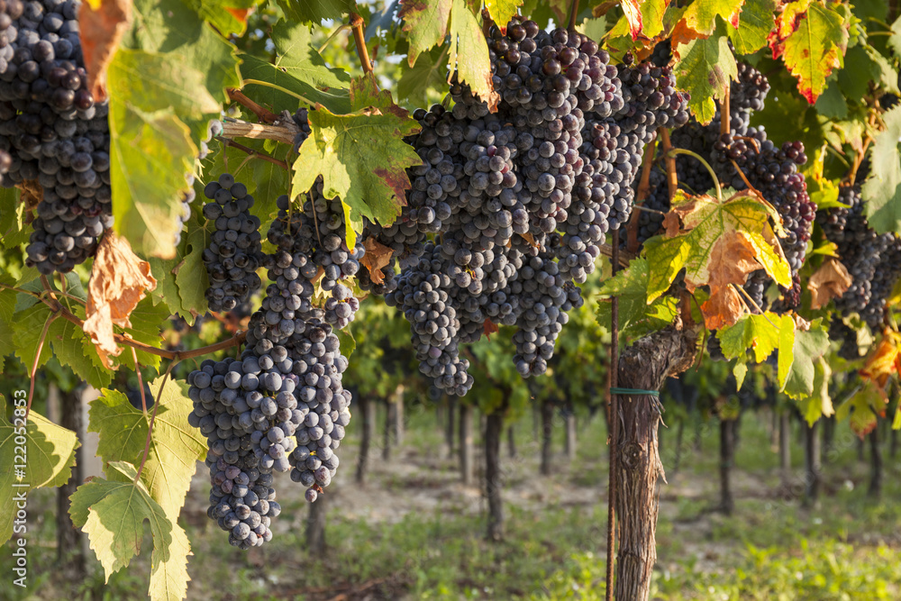 Grape harvest: ripe red grapes in a vineyard
