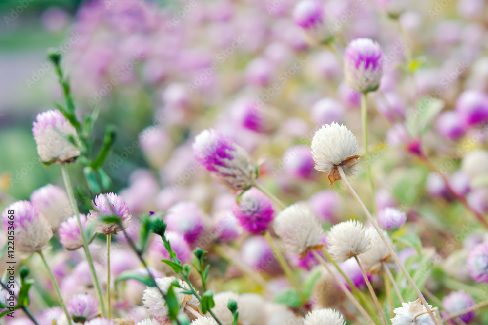 Globe Amaranth Flower with selective focus and blurred backgroun Globe Amaranth Flower with selective focus and blurred backgroun