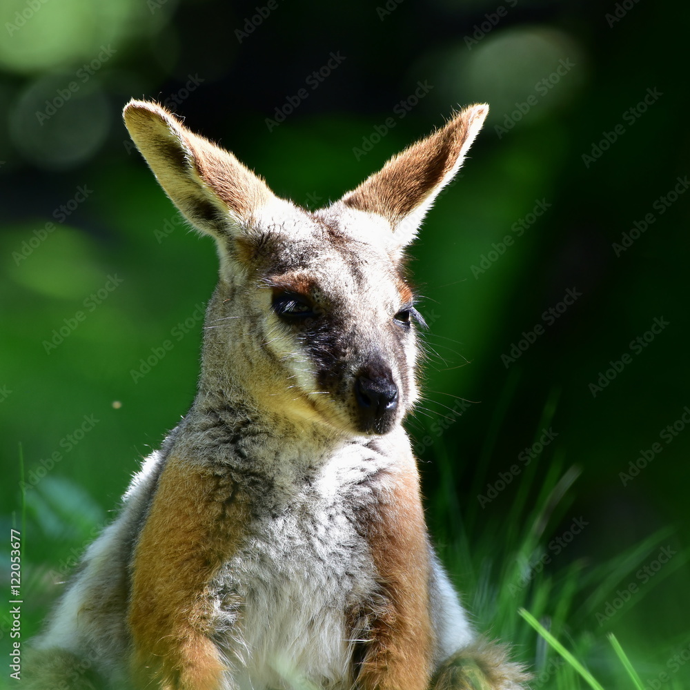 Fototapeta premium Australian Yellow footed Rock Wallaby