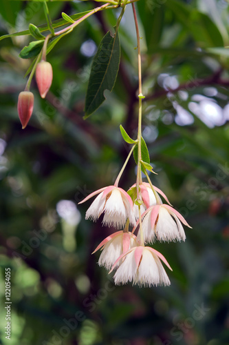 Elaeocarpus hainanensis or Elaeocarpus grandifloras flower on th photo