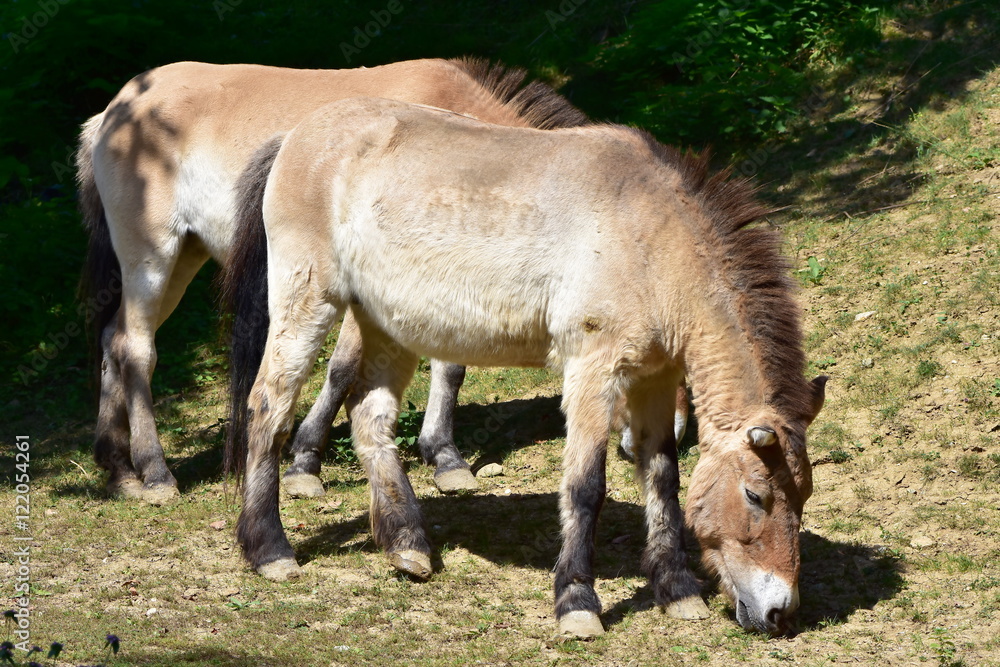 horse Przewalski s horse - Equus ferus przewalskii horse Przewalski s horse - Equus ferus przewalskii
