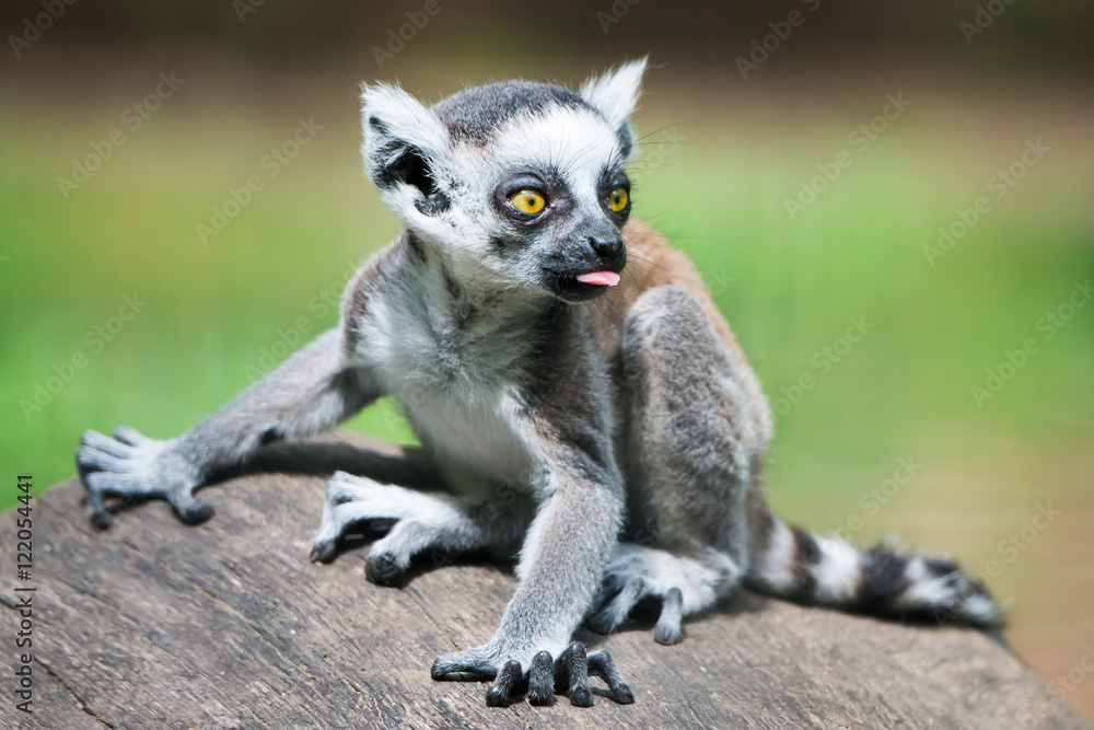 Fototapeta premium Baby Ring-Tailed Lemur II