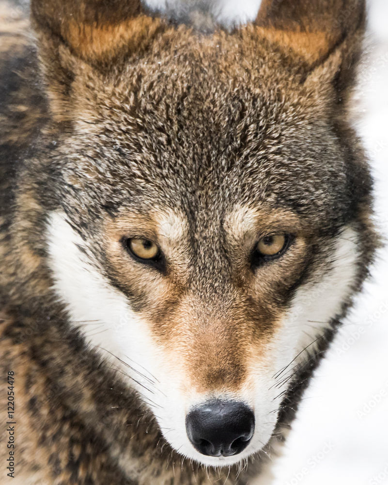 Red Wolf in Snow V