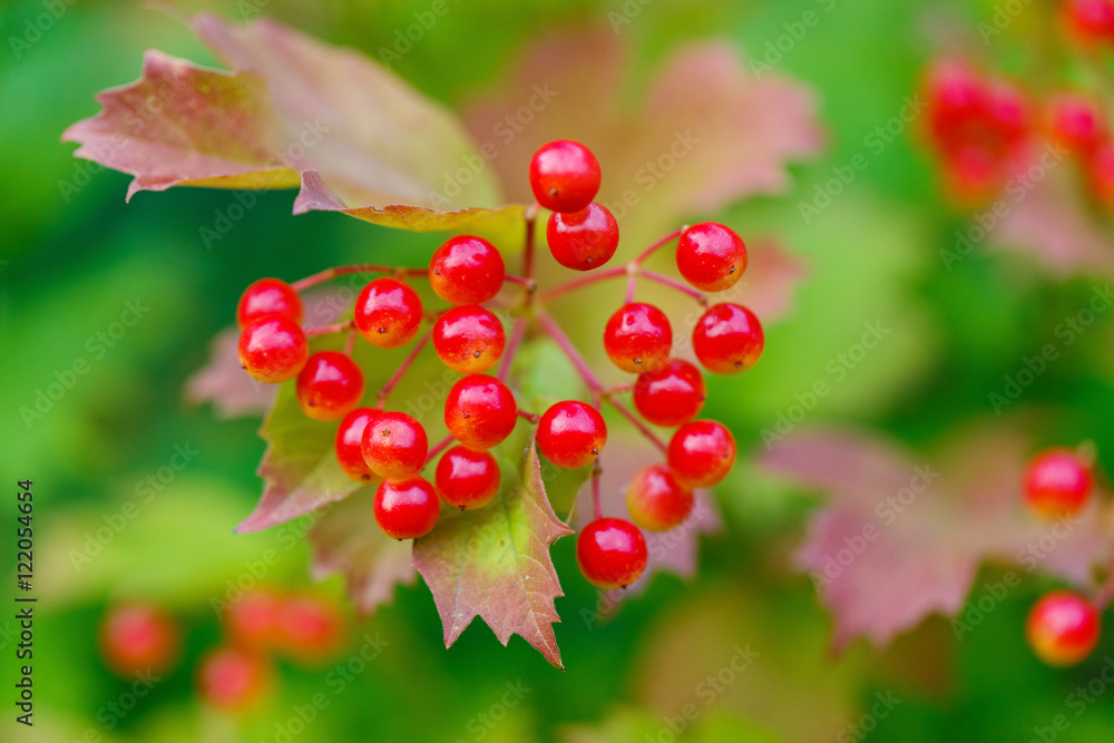 Obraz premium Closeup of bunches of red berries of a Guelder rose or Viburnum.