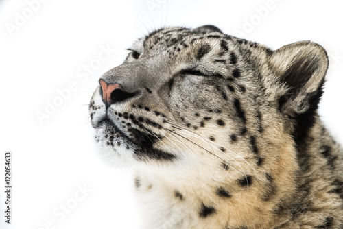 Snow Leopard XVIII