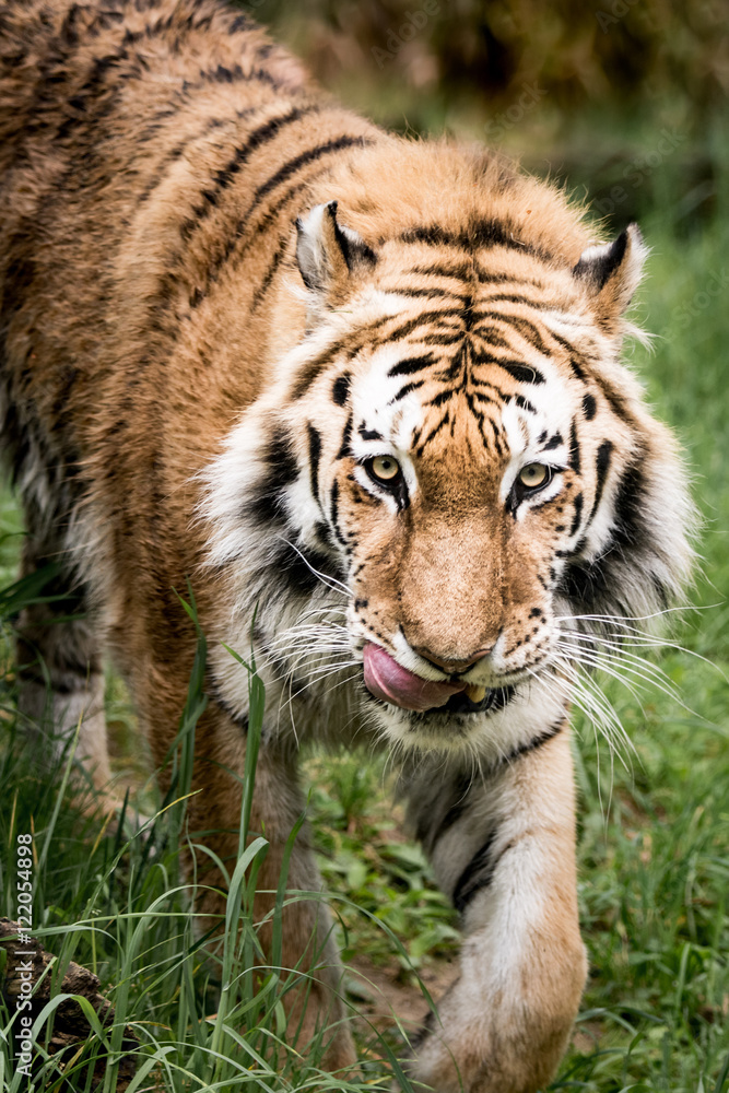 Amur Tiger On the Prowl III