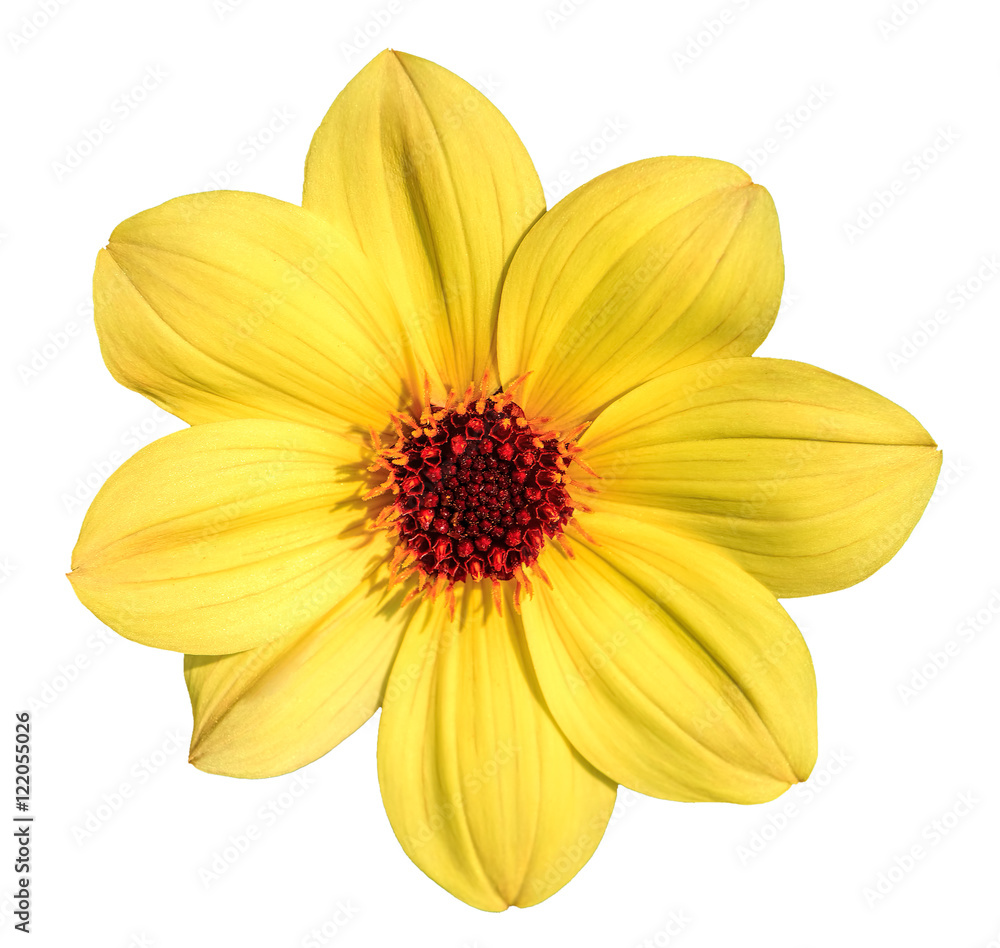 Obraz premium Yellow dahlia flower isolated on white background