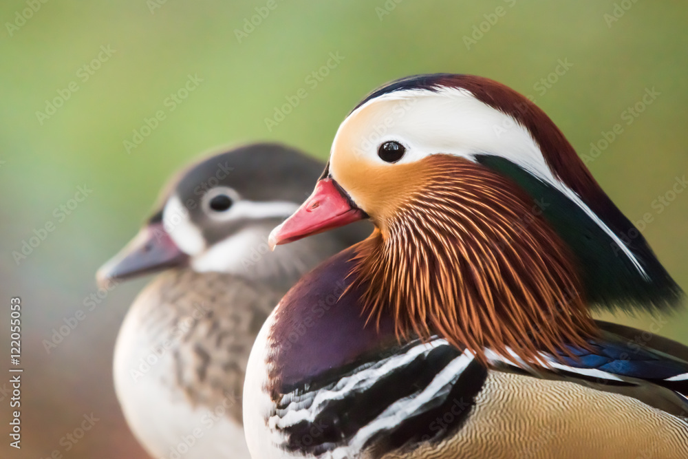 Mandarin Duck Pair Mandarin Duck Pair