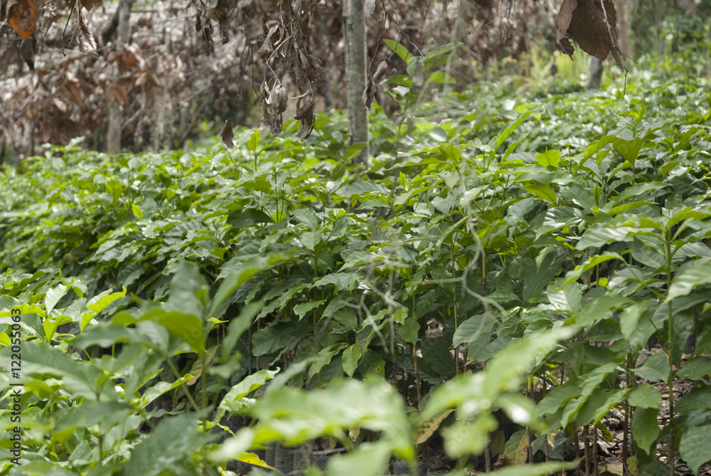 Fototapeta premium Coffee plantation, seedlings, trees from Guatemala