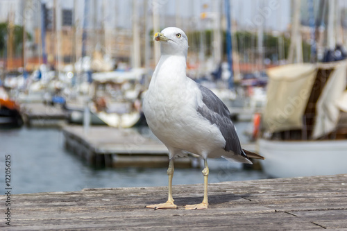 Gull on the boat pier