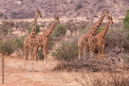 giraffes in nakuru National Park  Kenya