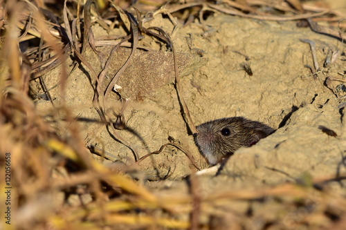 common vole-Microtus arvalis in its environment in evening sunshine photo