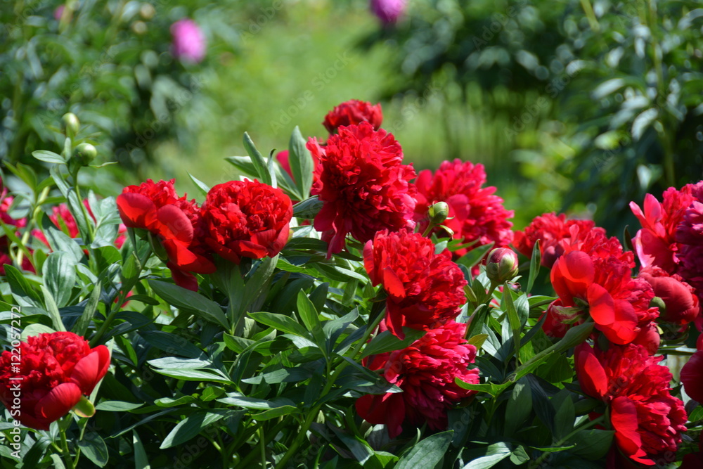 Many dark red peony flowers 