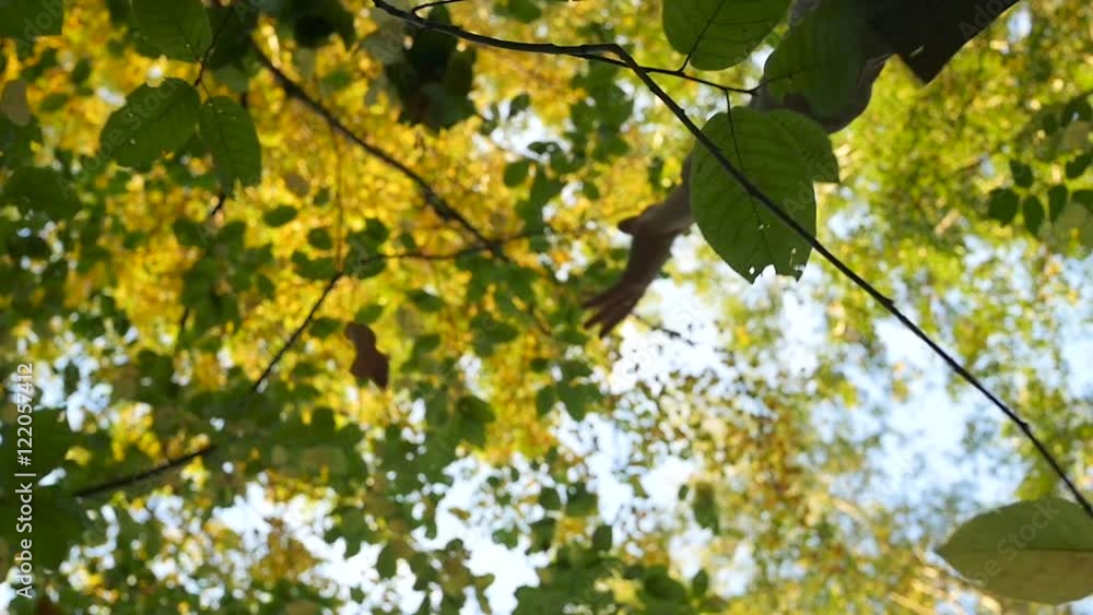 People throw up the leaves People throw up the leaves