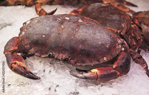 fresh cooked dungeness crab on ice for sale
