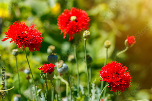 Beautiful red poppy flowers on a countryside field  in summer se