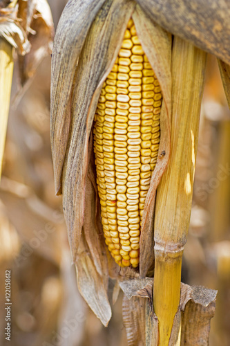 Corn Cob in the Field. Ear of Corn in Autumn Before Harvest. Agriculture Concept.