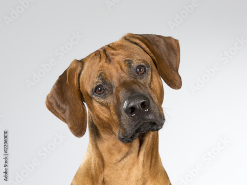 Cute dog is turning it's head funny. The dog breed is Rhodesian dog. Image taken in a studio.