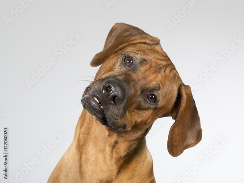 Cute dog is turning it's head funny. The dog breed is Rhodesian dog. Image taken in a studio.
