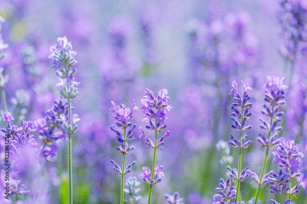 Fototapeta premium field lavender flowers