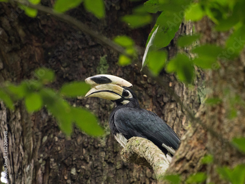 a anthracoceros albirostris hanging on a tree in the forest