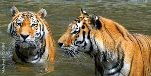 Siberian Tigers in water