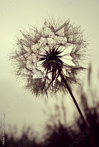 Dew drops on a dandelion flower closeup