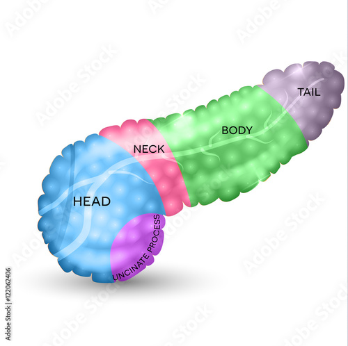 Pancreas parts detailed colorful illustration