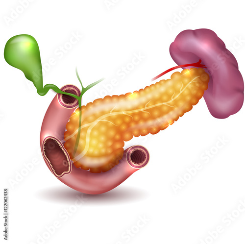 Pancreas and surrounding organs, gallbladder, small intestine and spleen detailed illustration on a white background. Beautiful colorful design.