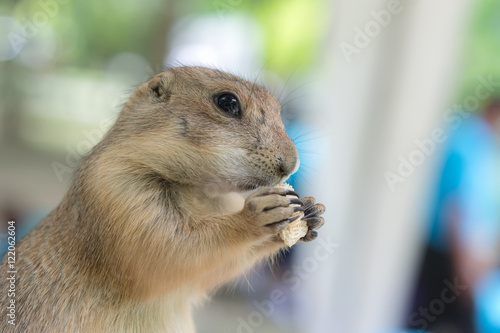 Prairie dog