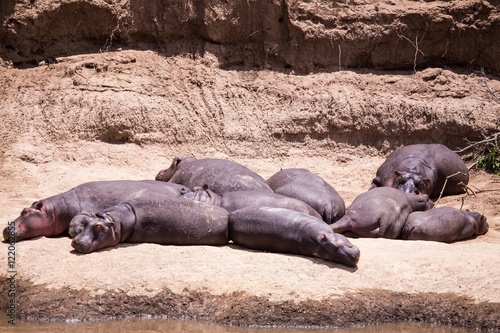 Hippo in Masai Mara