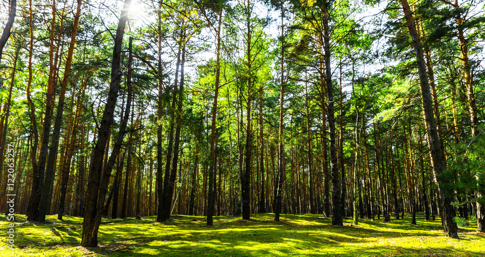 Fototapeta premium pine forest - panorama