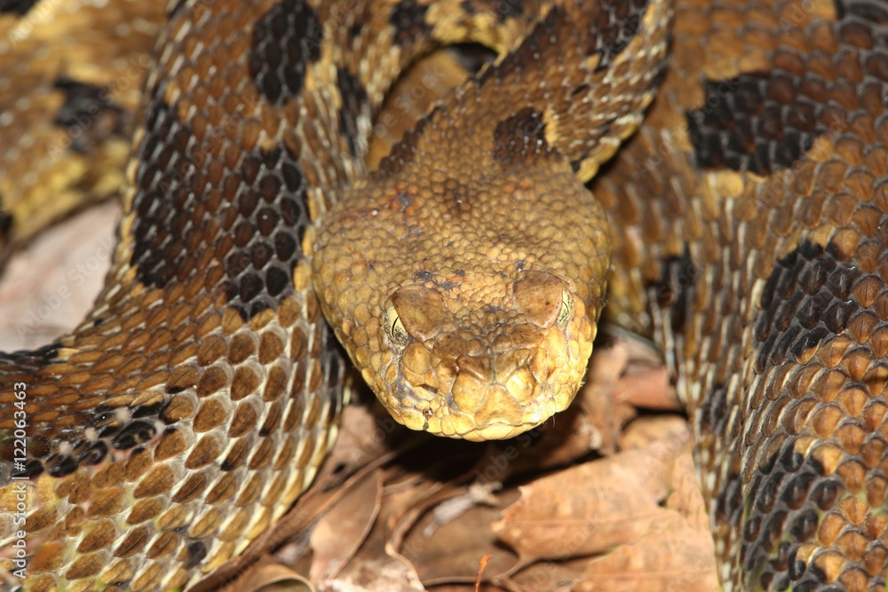 Timber Rattlesnake (Crotalus horridus) Timber Rattlesnake (Crotalus horridus)