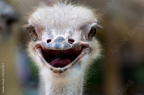 Ostrich head closeup © noumnano