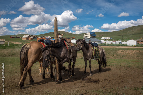 chevaux près d'un camp de Yourtes, Mongolie