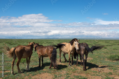 Chevaux dans la steppe, Mongolie © jeanlouis
